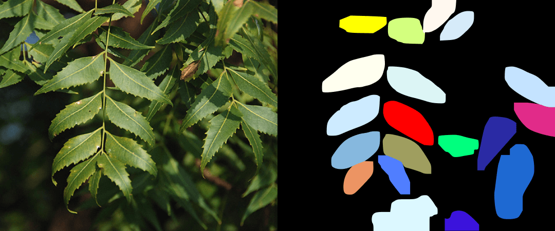 Detected leaves of neem tree with help of instance segmentation